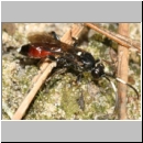 Barichneumon bilunulatus - Schlupfwespe w117a 10mm fdet02a.jpg